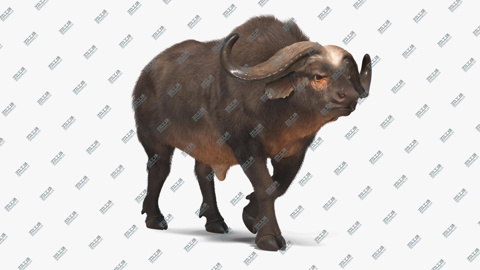 images/goods_img/202104093/3D African Buffalo Walking Pose with Fur/1.jpg